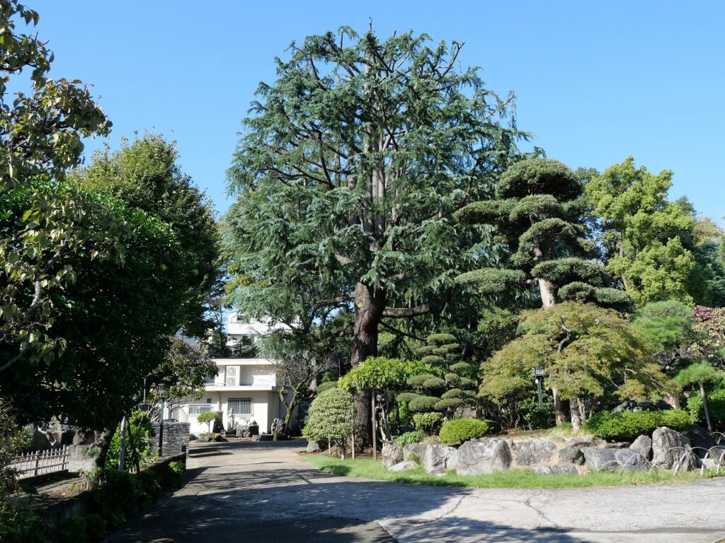 東光寺の庭